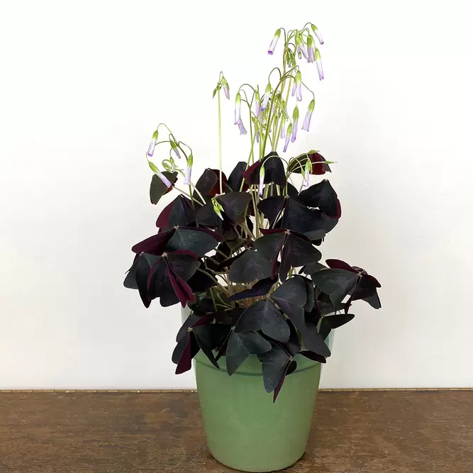 Oxalis triangularis (Pot Size: 9cm) False Shamrock - image 5