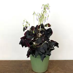 Oxalis triangularis (Pot Size: 9cm) False Shamrock - image 5