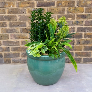 Oxford Evergreen Planter (38cm) Hedera, fern, Skimmia Finchy, and Euonymus Planter - image 2