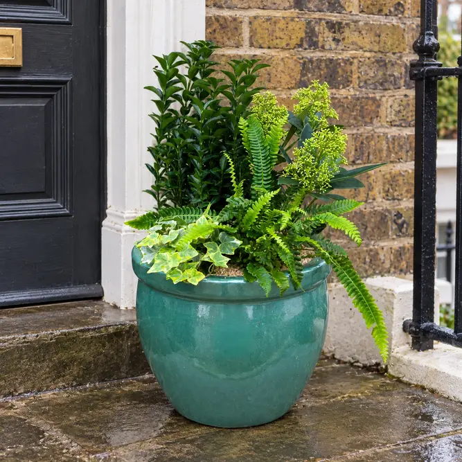 Oxford Evergreen Planter (38cm) Hedera, fern, Skimmia Finchy, and Euonymus Planter - image 1