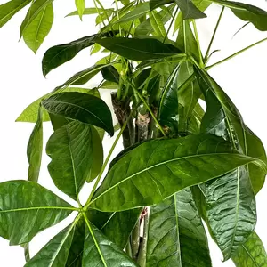 Pachira aquatica (Pot Size 30cm) Braided Money Tree - image 2