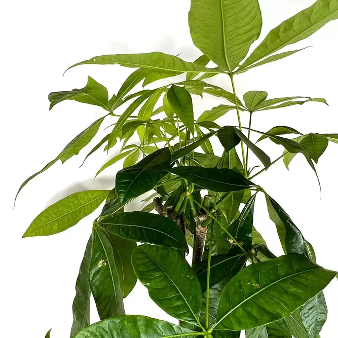 Pachira aquatica (Pot Size 30cm) Braided Money Tree - image 3