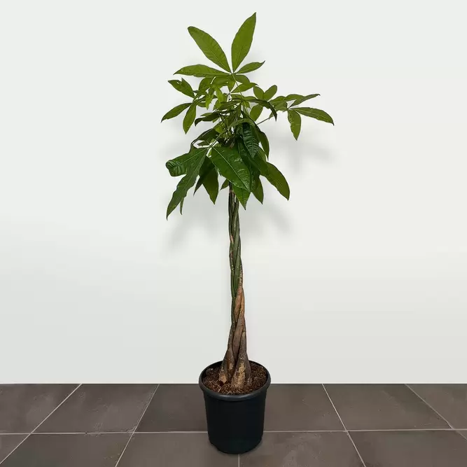 Pachira aquatica (Pot Size 30cm) Braided Money Tree - image 1