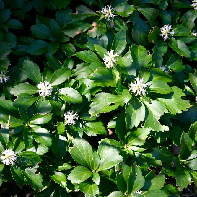 Pachysandra Terminalis (Pot Size 2Ltr) Japanese spurge