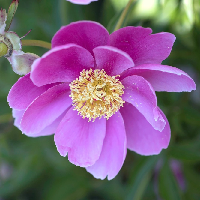 Paeonia lactiflora  'Bowl of Love' (Pot Size 3ltr )   Peony  Perennial