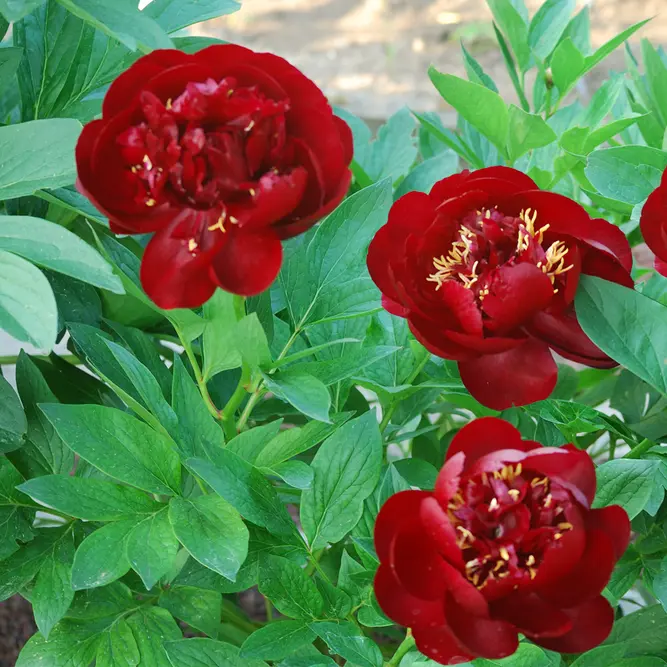 Paeonia lactiflora  'Buckeye Belle' available at Boma Garden Centre image by Ting Chen