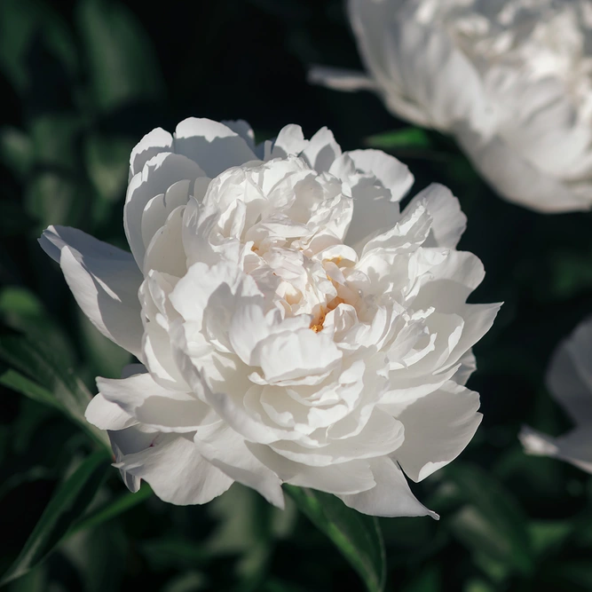 Paeonia lactiflora 'Duchesse De Nemours' (Pot Size 3ltr)  Peony Perennial