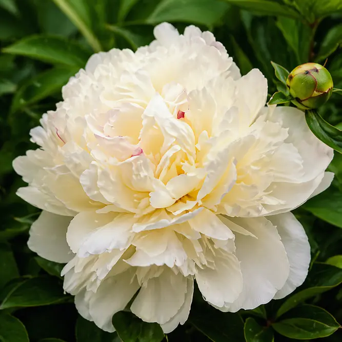 Paeonia lactiflora 'Marie Lemoine' (Pot Size 3.5L) Peony Perennial