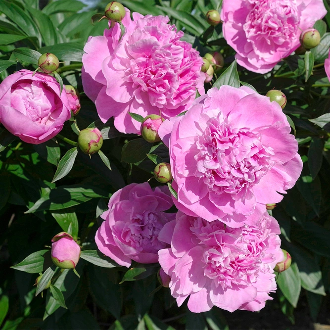 Paeonia lactiflora 'Sarah Bernhardt' available at Boma Garden Centre Image by F. D. Richards