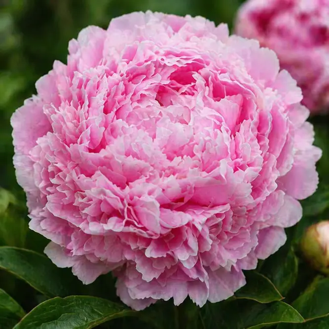 Paeonia lactiflora 'Sarah Bernhardt' (Pot Size 3ltr) Peony Perennial