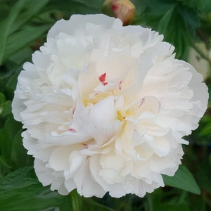 Paeonia lactiflora 'Shirley Temple' (Pot Size 3L) Peony Perennial