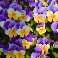 Pansy & Viola