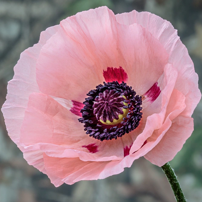 Papaver orientale available at Boma Garden Centre image by Andy Morffew