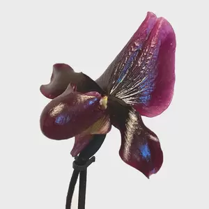 Paphiopedilum Black Jack (Pot Size 9cm) Venus slipper / Slipper orchid - image 1