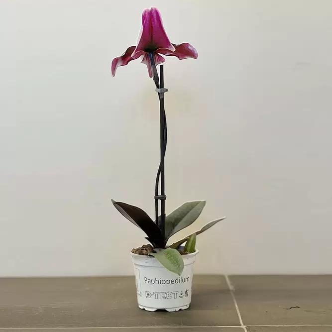 Paphiopedilum Black Jack (Pot Size 9cm) Venus slipper / Slipper orchid - image 2