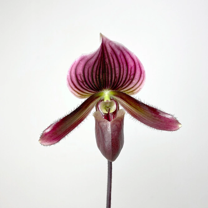 Paphiopedilum Black Jack (Pot Size 9cm) Venus slipper / Slipper orchid - image 1