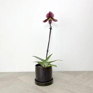 Paphiopedilum Black Jack (Pot Size 9cm) Venus slipper / Slipper orchid - image 2