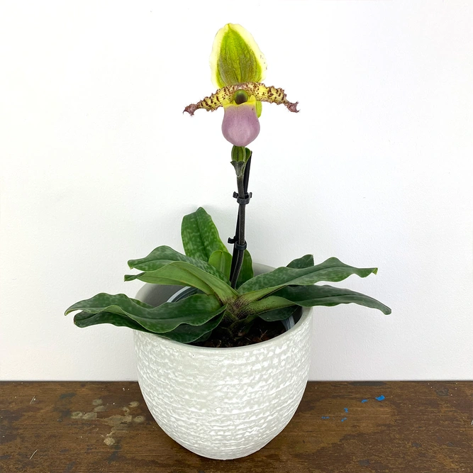 Paphiopedilum 'Pinocchio' (Pot Size 12cm) Venus slipper orchid - image 3