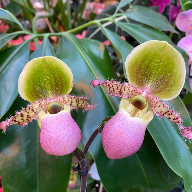 Paphiopedilum 'Pinocchio' (Pot Size 12cm) Venus slipper orchid - image 2