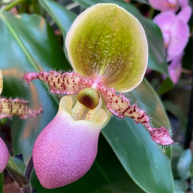 Paphiopedilum 'Pinocchio' (Pot Size 12cm) Venus slipper orchid - image 1