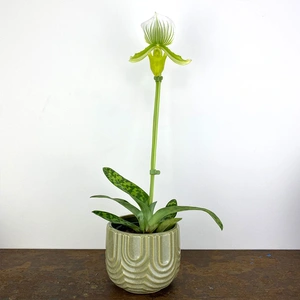 Paphiopedilum x maudiae 'Femma' (Pot Size 9cm) Lady slipper / Slipper orchid - image 4