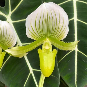 Paphiopedilum x maudiae 'Femma' (Pot Size 9cm) Lady slipper / Slipper orchid - image 1