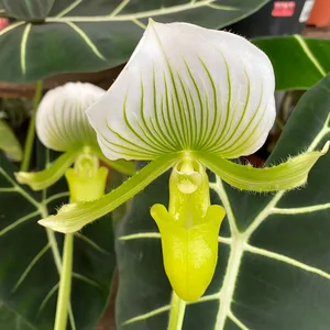 Paphiopedilum x maudiae 'Femma' (Pot Size 9cm) Lady slipper / Slipper orchid - image 2
