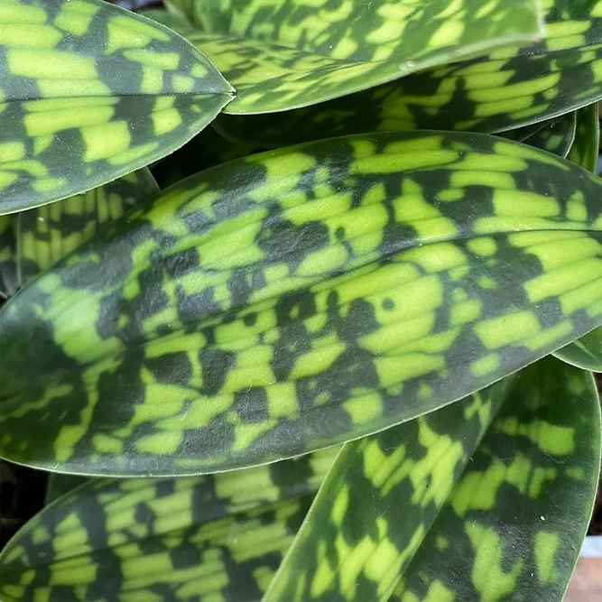 Paphiopedilum x maudiae 'Femma' (Pot Size 9cm) Lady slipper / Slipper orchid - image 3