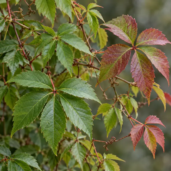 Parthenocissus Engelmanii (Pot Size 3L) Engelmann’s Virginia Creeper