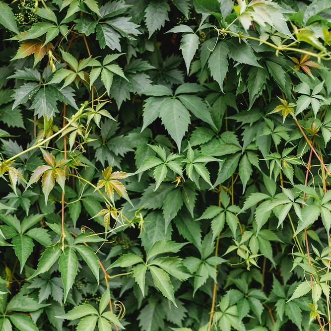 Parthenocissus henryana (Pot Size 3l ) Virginia Creeper