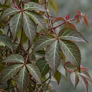Parthenocissus henryana (Pot Size 3l ) Virginia Creeper