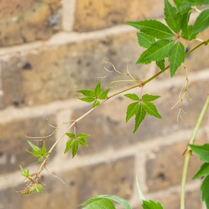 Parthenocissus quinquefolia (3L) Virginia Creeper - image 3