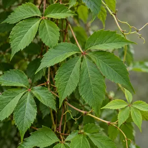Parthenocissus quinquefolia (3L) Virginia Creeper