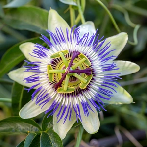 Passiflora caerulea (3L) Passion Flower - image 1