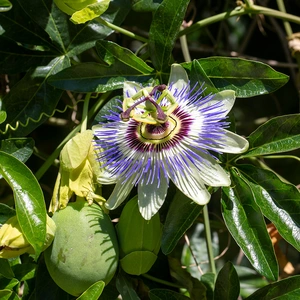 Passiflora caerulea (3L) Passion Flower - image 2