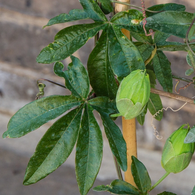 Passiflora caerulea (3L) Passion Flower - image 3