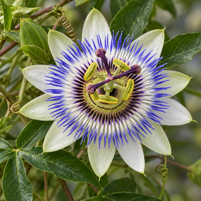 Passiflora caerulea (3L) Passion Flower