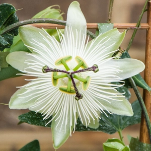 Passiflora 'Snow Queen' (Passion Flower) - image 1