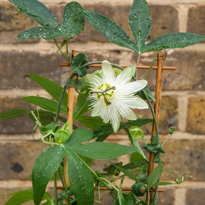 Passiflora 'Snow Queen' (Passion Flower) - image 3