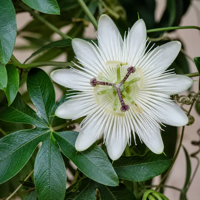 Passiflora 'Snow Queen' (Pot Size 3L) Passion Flower