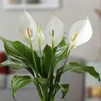 Peace Lily