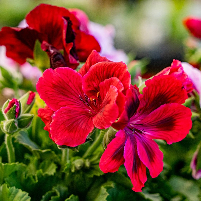 Pelargonium ‘Bordeaux’ (Pot Size 13cm)
