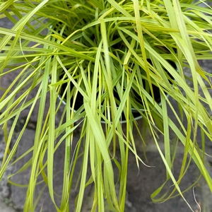 Pennisetum alopecuroides ‘Hameln’ (Pot Size 2L) Dwarf Fountain Grass - image 1