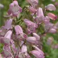 Penstemon