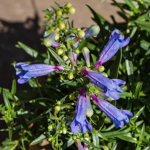 Penstemon heterophyllus Electric Blue