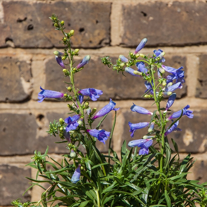 Penstemon heterophyllus Electric Blue