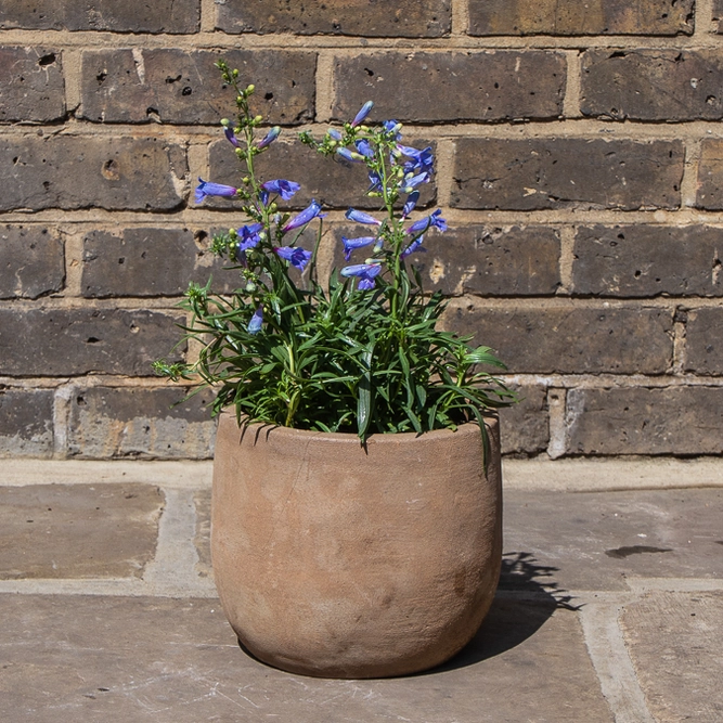 Penstemon heterophyllus Electric Blue