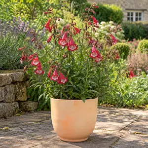 Penstemon 'King George V'