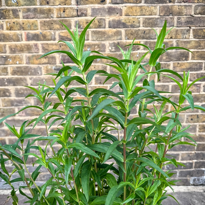 Penstemon 'Sour Grapes' (Pot Size 1L) Sour Grapes Penstemon - image 3