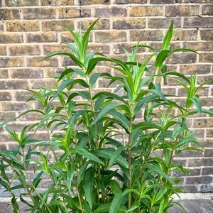 Penstemon 'Sour Grapes' (Pot Size 1L) Sour Grapes Penstemon - image 3